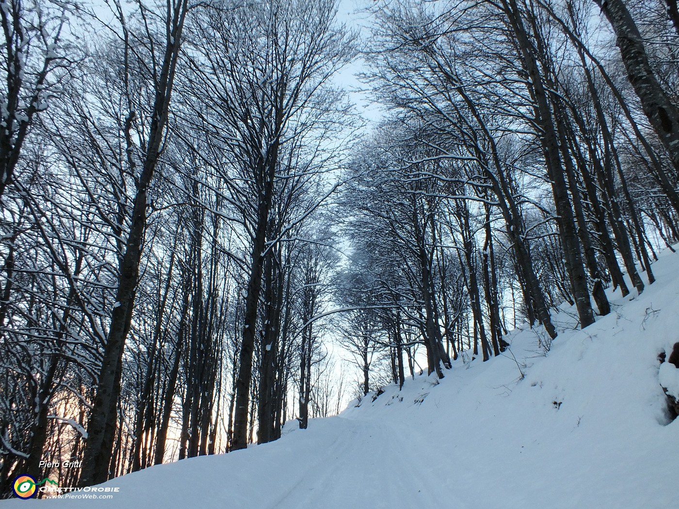 13 Faggi carichi di neve.JPG